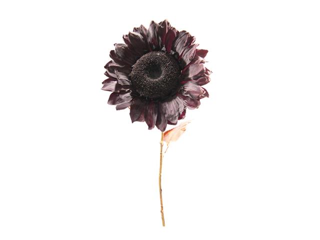 27" SUNFLOWER WITH LEAVES BRANCH (PURPLE)